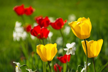 Yellow and red tulips.