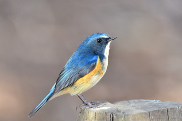 雄のルリビタキ