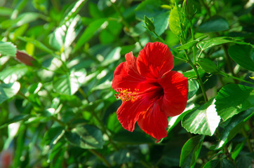 a red hibiscus flower