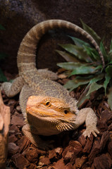 bearded dragon in its vivarium