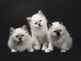 Three Sacred Birman kittens isolated on black background looking at camera © Nynke
