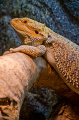 basking bearded dragon, agama vitticeps on the log 