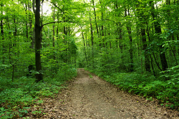 Path in green forest
