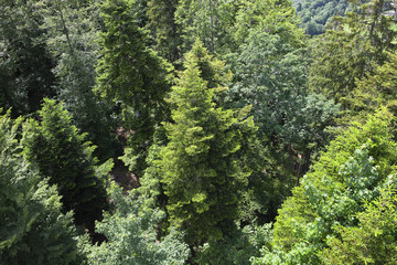 Vue aérienne d'une foret dans le Jura Suisse en Europe