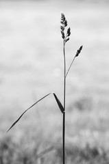 minimalist image of a grass - 162051336