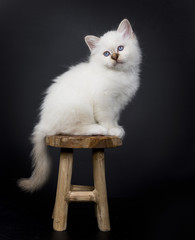 Sacred Birman kitten sittings on a wooden stool, isolated on black background © Nynke