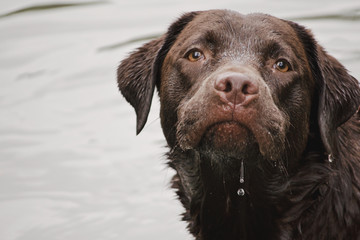 wet dog, chocolate labrador with the water dripping of its chin, water in the background - 162051379