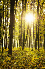 Obraz premium Beautiful golden autumn landscape