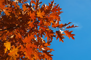 Bright autumn leaves in the natural environment.