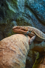 small young bearded dragon resting on the log - 162051522