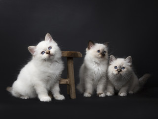 Three Sacred Birman kittens playing with a wooden stool isolated on black background