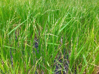 Green rice plant is growing in paddy field at Thailand.