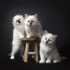 Three Sacred Birman kittens on and around a wooden stool isolated on black background facing the camera © Nynke