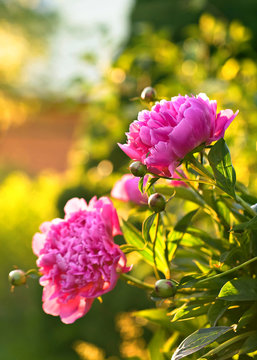 Fototapeta  Blooming pink peony in the garden .