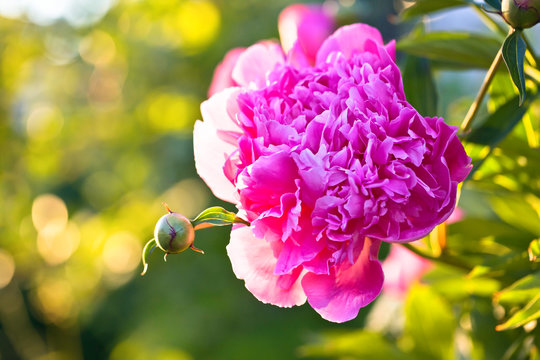 Fototapeta  Blooming pink peony in the garden .
