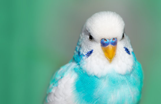 Blue budgerigar
