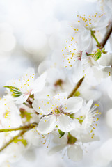 white cherry tree flower in spring