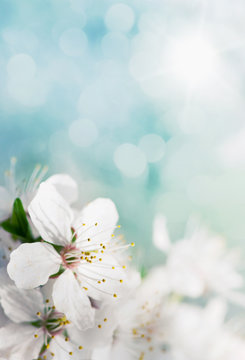 white cherry tree flower in spring