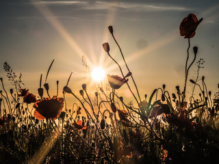 Klatschmohn im Kornfeld