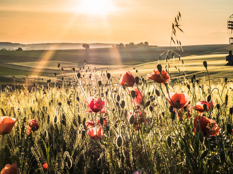 Klatschmohn im Kornfeld