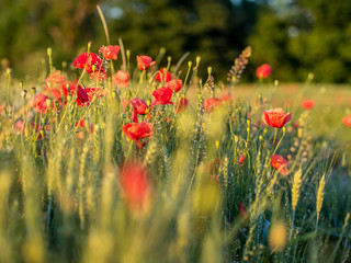 Klatschmohn im Kornfeld