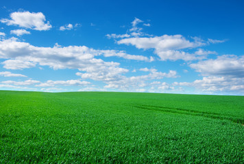 Image of green grass field and bright blue sky