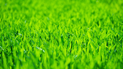 Green grass texture from a field