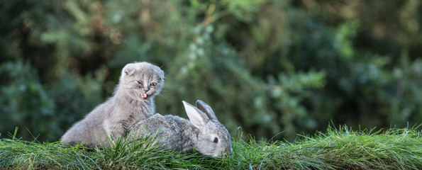 Rabbit and kitten on the lawn