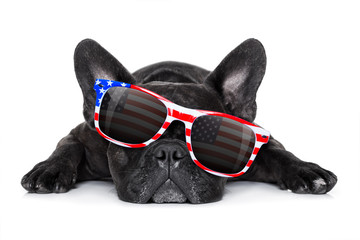 independence day 4th of july dog