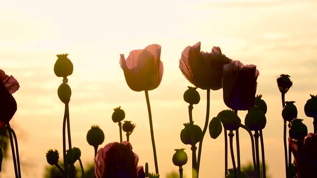 Close-up of Opium Poppy (Papaver somniferum) flower on the field on the sunset