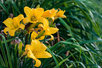 yellow lily section of the garden at dawn