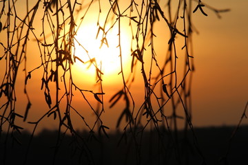 Sonnenuntergang hinter Blättern