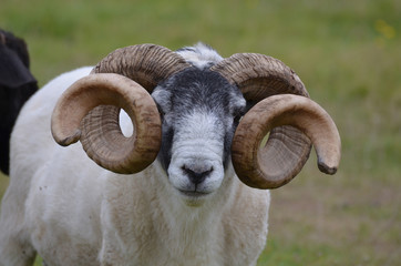 Sheep in Scotland with Rounded Horns on His Head