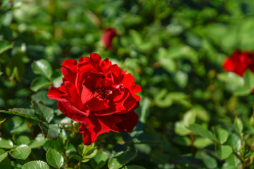 Fresh blooming roses before cutting to the bouquet.
