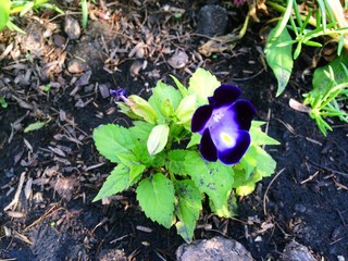 Torenia fournieriLinden. ex E. Fourn. Scrophulariaceae, Blue Wishbone flower, Purple Bluewings flower