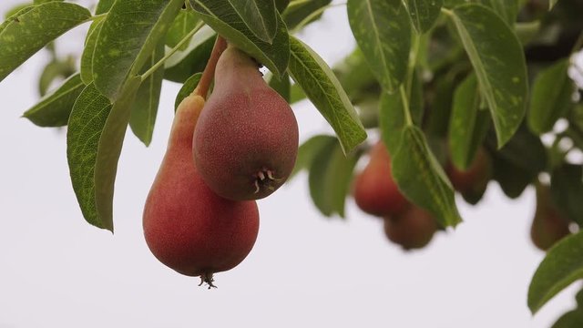 Tasty ripe pear fruit on the branch in orchard