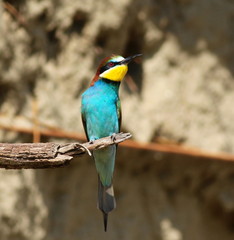 European bee-eater, Merops apiaster
