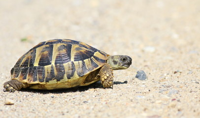 Eastern Hermann's tortoise, European terrestrial turtle, Testudo hermanni boettgeri