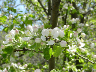 Blossoming apple-trees