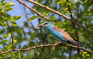 European Roller with prey, Coracias garrulus