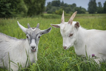 In summer, on the field, two small goats in the tall grass.