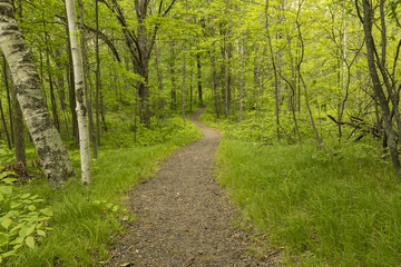 Hiking Trail In The Woods