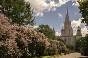 Цветение сирени  в ботаническом саду МГУ.