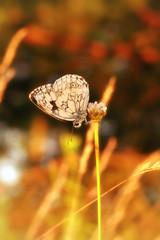 Chessboard (Melanargia galathea, Agapetes galathea) 2