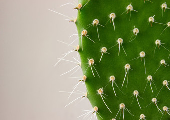 Green cactus with needles close up on a white background