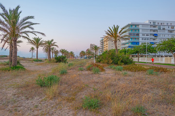 Palm tree on a sandy beach at sunrise