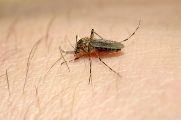 Mosquito drinks blood on the person's hand, macro