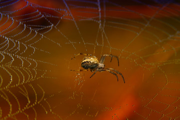 Spider with drops of dew