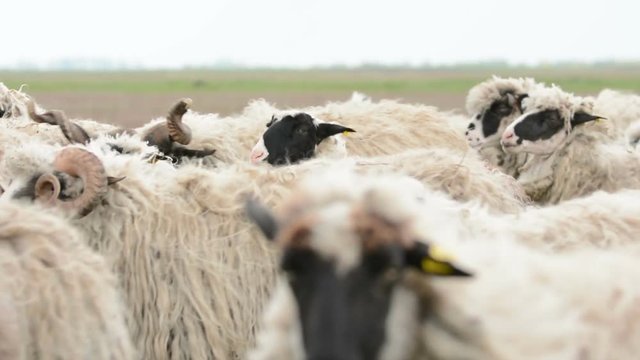Herd of sheep in the meadow