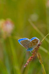 Blue butterfly on red coloured cornflower